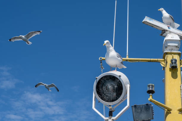 istock Seagulls on a fishing boat. Background with blue sky and thin white clouds 1267319554