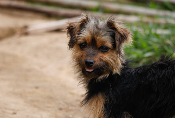 istock Beautiful look of a puppy 1267320038