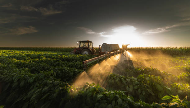 istock Tractor spraying pesticides on vegetable field  with sprayer at spring 1267320981