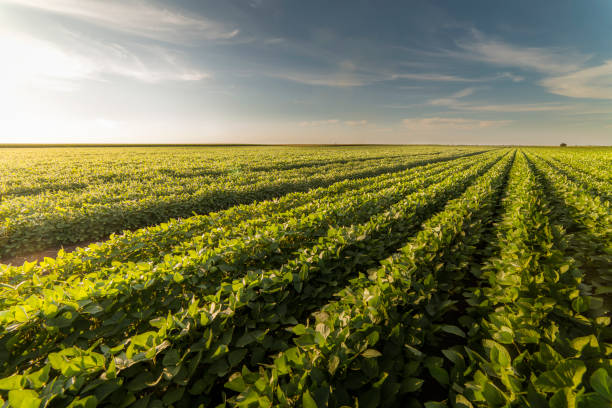 istock Open soybean field at sunset.Soybean field . 1267321021