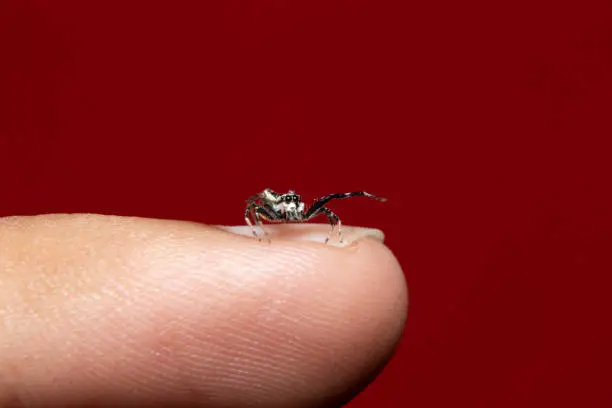 Photo of Chrysilla Jesudasi on finger