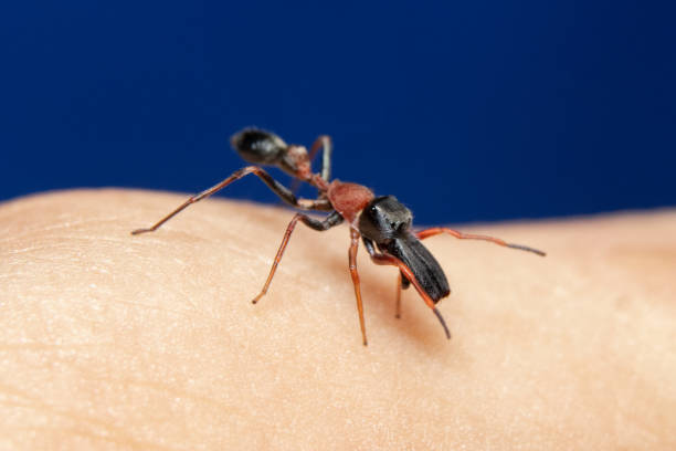 istock male red & black ant mimicking jumping spider sit on finger tips 1267321731