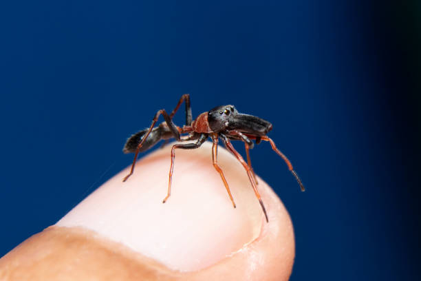 istock male red & black ant mimicking jumping spider sit on finger tips 1267321842