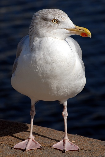 Gull in close-up on the quay of a port in Brittany