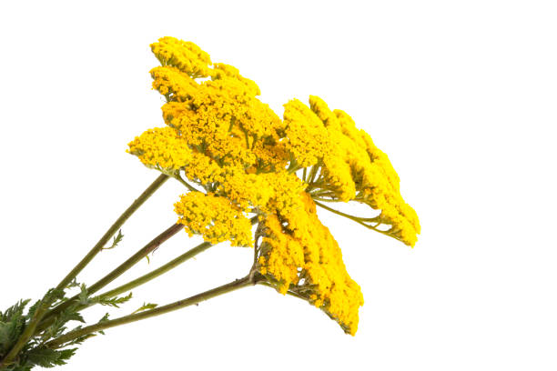 istock tansy flower isolated 1267322771