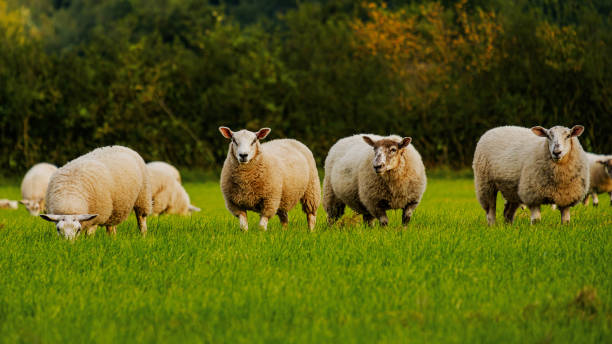 istock Sheep and lamb in the field 1267323417