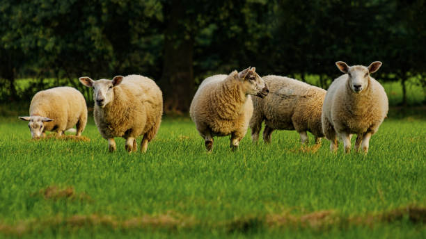 istock Sheep and lamb in the field 1267323632