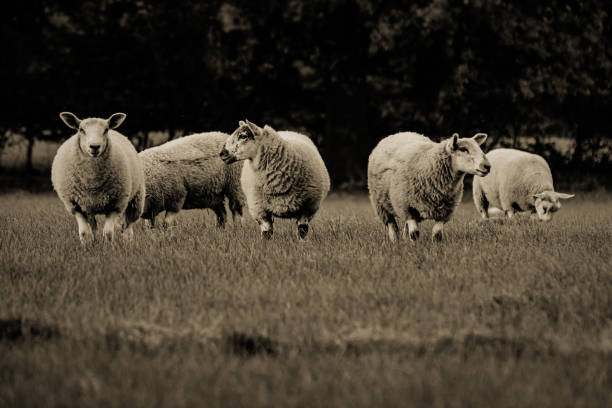 istock Sheep and lamb in the field 1267323655