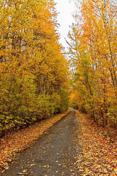 istock rural path in the yellow autumn forest 1267324688