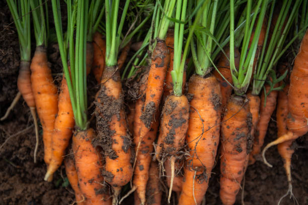 istock Sweet, orange carrots 1267325370