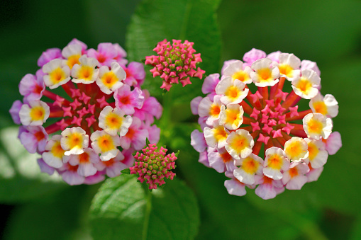 Lantana camara, commonly called lantana or shrub verbena, also known as big-sage, red-sage, white-sage and tick berry, is a species of flowering plant, which is native to Central and South America. It has spread to the world and is considered to be a noxious weed in many tropical areas where it can rapidly spread to form dense thickets. It bears small tubular shaped flowers, which each have four petals forming clusters. The blooming time is from early summer to autumn in temperate areas.\nFlowers come in many different colors, including red, yellow, white, pink, orange and purple.