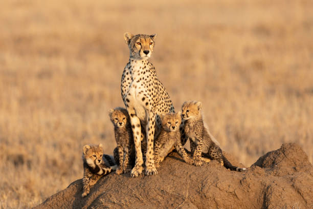 istock Female cheetah and her four tiny cubs sitting on a large termite mound with a smooth background with copy space in Serengeti Tanzania 1267326258