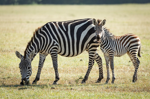 Cute baby zebra standing behind its mother who is eating grass in Masai Mara Kenya