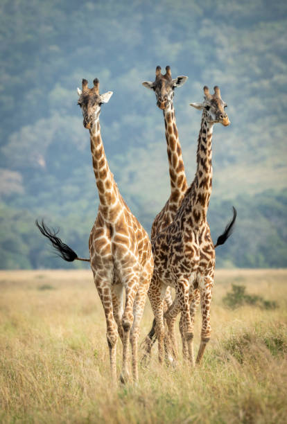 Vertical portrait of three walking giraffe facing camera in Masai Mara Kenya