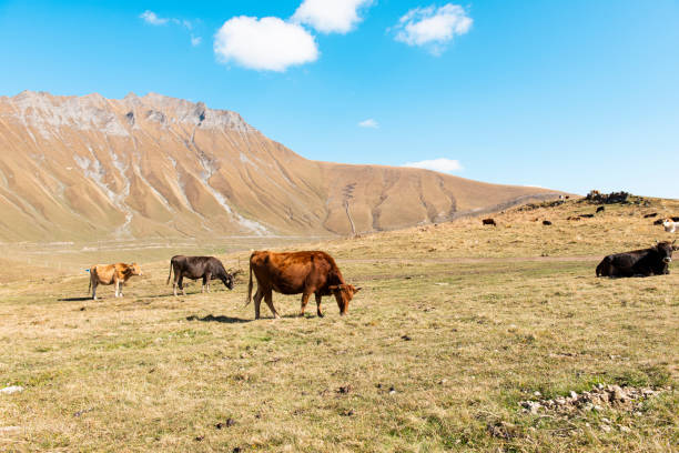 istock cows grazing in the meadow 1267326739
