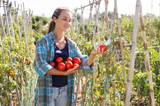 istock Young woman harvesting fresh tomatoes 1267328560