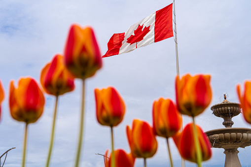 Beautiful tulips and the Canadian flag in Windsor, ON.