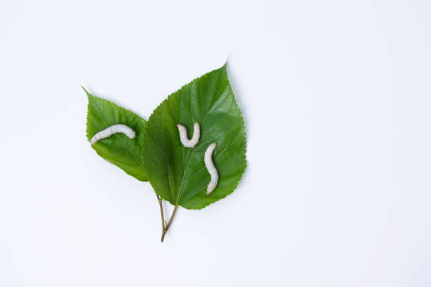 istock Three silkworms eating mulberry leaves 1267331333