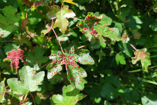 Leaf gall Galls on maple leaves, due to the presence of small mites gall mite stock pictures, royalty-free photos & images