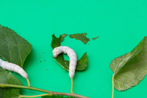 istock Two silkworms eating mulberry leaves 1267331629