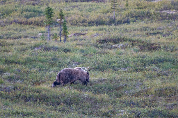 istock Denali park grizzly bear 1267332671