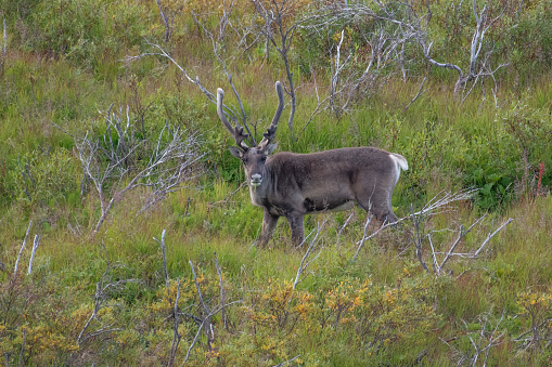 Caribou in wilderness grazing