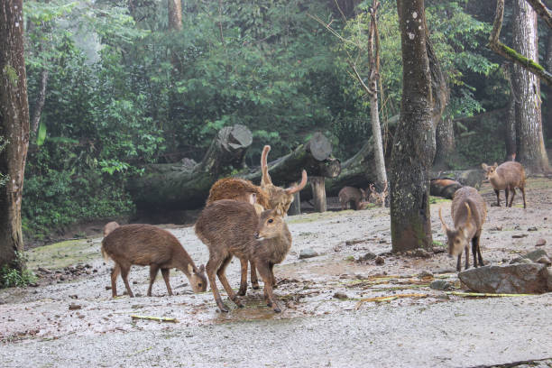 istock a group of deers in a safari zoo 1267332906