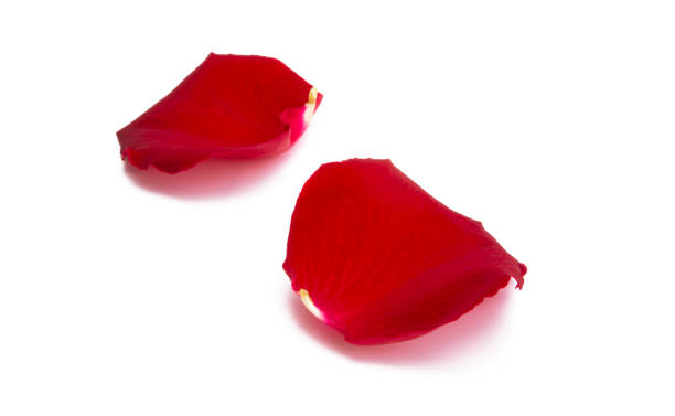istock red rose petals isolated 1267333366