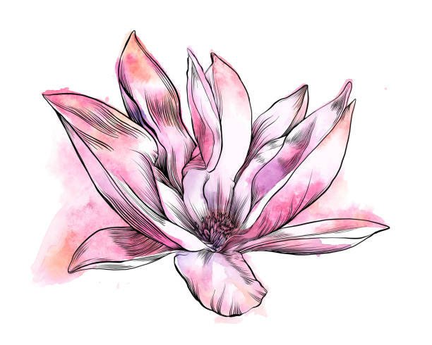 ilustrações de stock, clip art, desenhos animados e ícones de magnolia flower watercolor and ink drawing. vector eps10 illustration - plant white magnolia tulip tree
