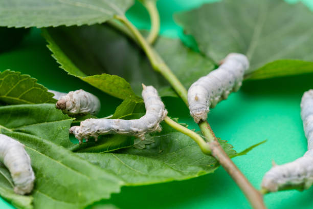 istock Group of silkworms eating mulberry leaves 1267334580