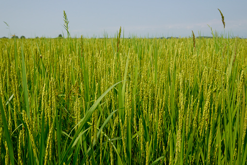 Green and beautiful paddy rice field, farming the rice, rice plantation, paddy plantation in asia