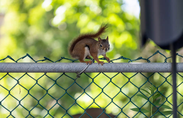 American Red Squirrel Sitting on a Fence Staring at the Squirrel Baffle