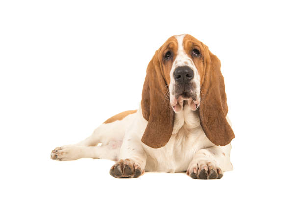 istock Young basset hound lying down facing the camera seen from the side isolated on a white background 1267336314