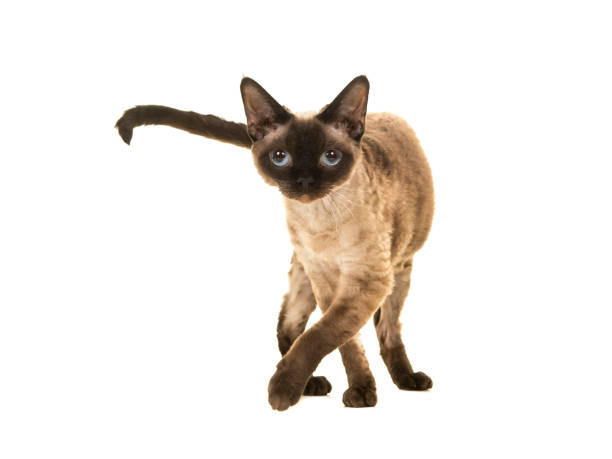 istock Pretty seal point devon rex cat with blue eyes walking to the camera and looking straight into the camera isolated on a white background 1267336364