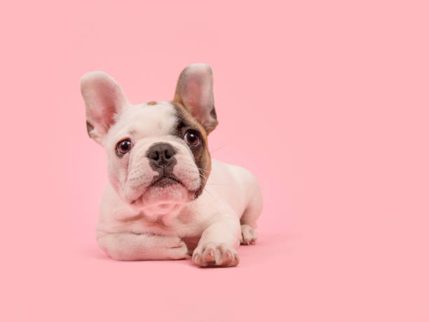 carino cucciolo di bulldog francese bianco e marrone sdraiato a guardare lontano su uno sfondo rosa - dutch bulldog foto e immagini stock