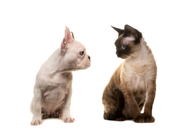 istock Cat and dog looking at each other on a white background 1267336977