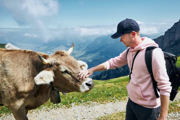 istock Happy traveler with cow in mountain 1267336983