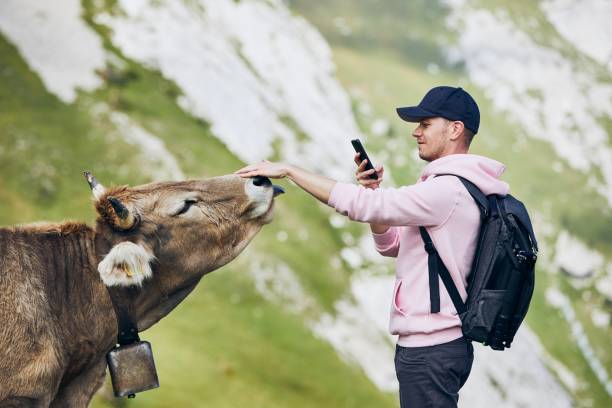 glücklicher reisender mit kuh in berg - cow swiss culture switzerland cattle stock-fotos und bilder