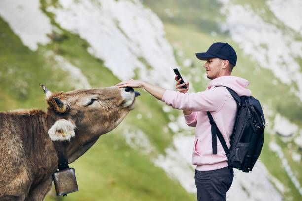 Happy traveler with cow in mountain