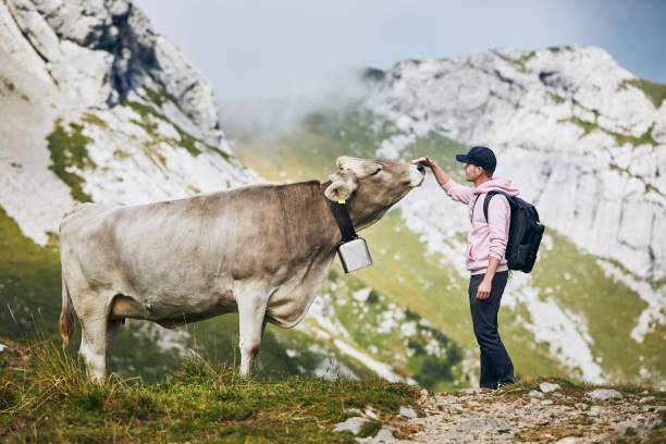 glücklicher reisender mit kuh in berg - cow swiss culture switzerland cattle stock-fotos und bilder