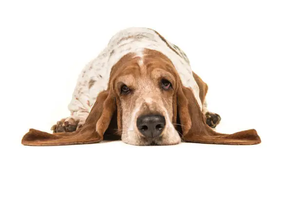 Adult basset hound lying down with its head on the floor seen from the front isolated on a white background