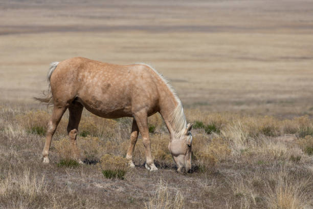 ユタ砂漠の野生の馬 - 5493 ストックフォトと画像