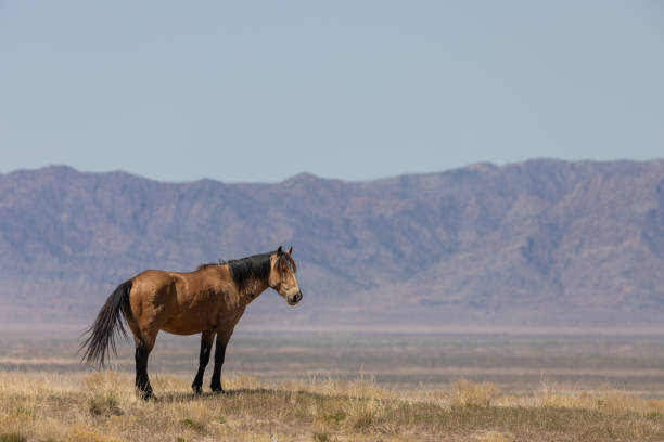 istock Wild Horse in the Utah Desert 1267337194