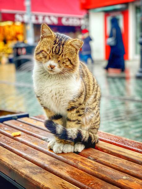 Street cat