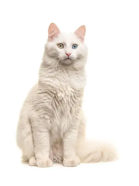 White turkish angora odd eye cat sitting not looking at the camera isolated on a white background