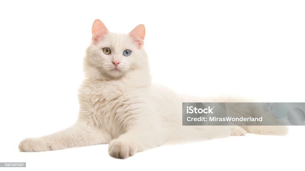 White turkish angora odd eye cat lying down seen from the side looking at the camera isolated on a white background Domestic Cat Stock Photo