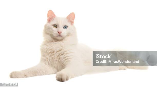 White Turkish Angora Odd Eye Cat Lying Down Seen From The Side Looking At The Camera Isolated On A White Background Stock Photo - Download Image Now