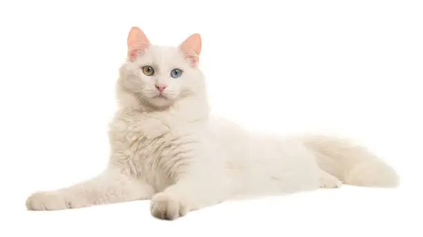 Photo of White turkish angora odd eye cat lying down seen from the side looking at the camera isolated on a white background