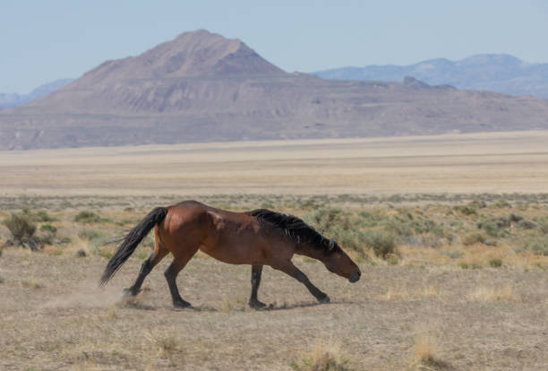 istock Wild Horse in the Utah Desert 1267337337