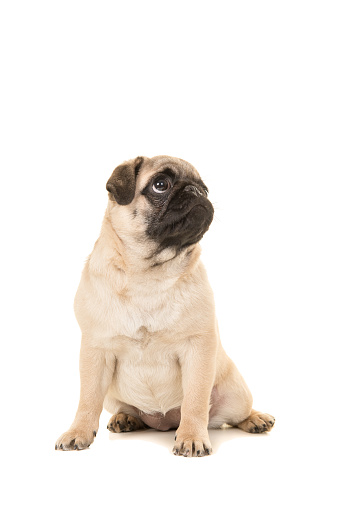 Cute sitting young pug dog looking up isolated on a white background